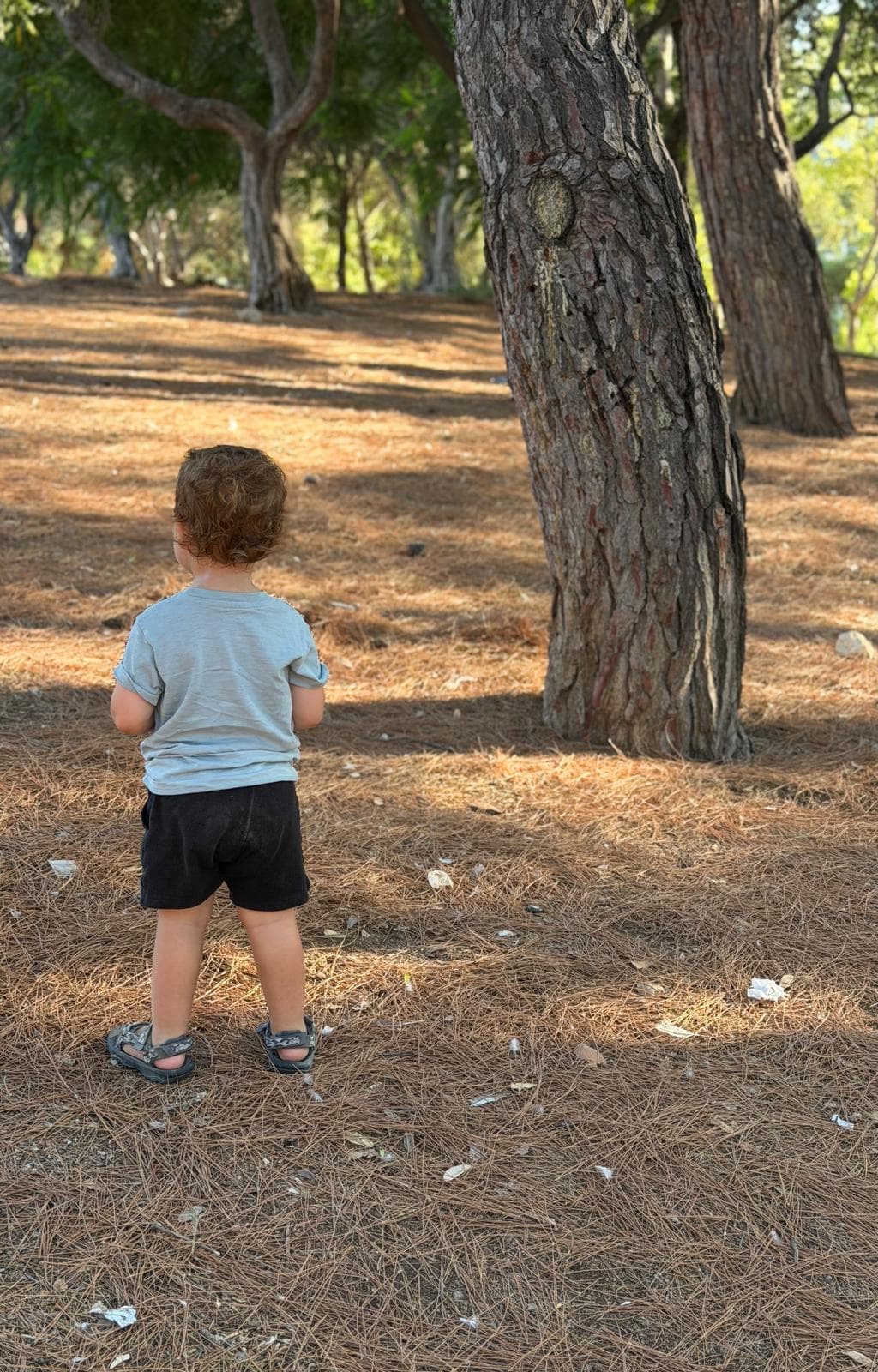 שטח פתוח ביער עם עצי אורן גבוהים, צל וקרקע חולית לרוץ ולחקור